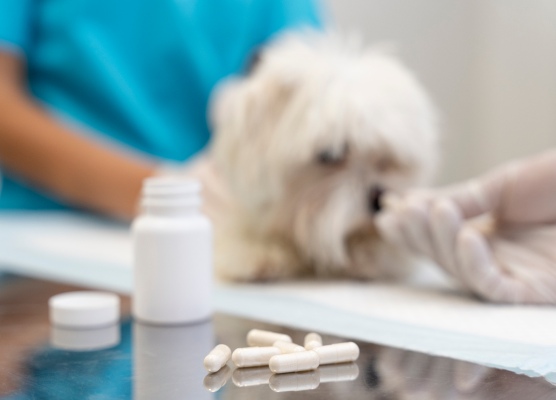 Veterinary Feeds & Medicines
